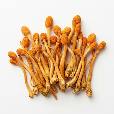 Cordyceps sinensis a energia