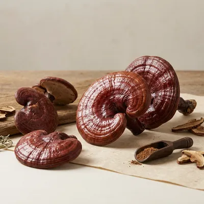 Reishi / Ganoderma lucidum